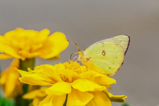 A beautiful yellow butterfly on a yellow flower, in a park, in Montreal, Canada.