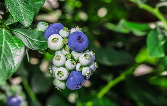 A lot of big juicy blueberries in the wild. Found in Ontario, Canada.