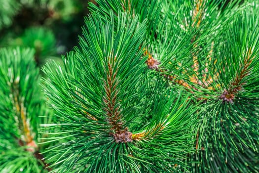 A beautiful brown pine cone in a park in Montreal City. Canada.