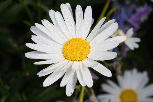 A really beautiful extraordinary camomile in the summer. Quebec, Canada