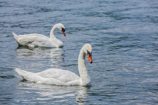 Gorgeous white swans swimming in a lake on an amazing sunny day in a park, Montreal City, Canada.