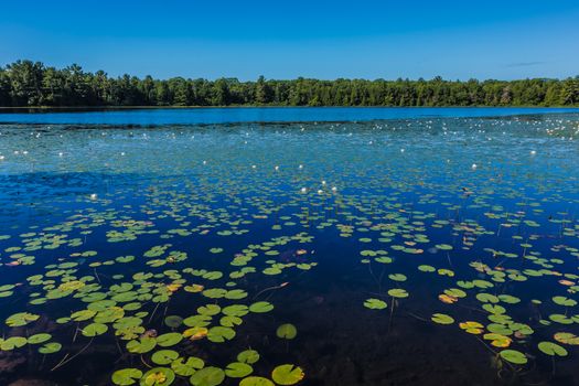 Many lily pads and lotus flowers floating on the water in a lake in the wild nature of Canada.