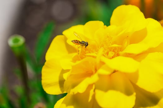 A really beautiful yellow flower with a bee, in a park. Montreal, Canada.
