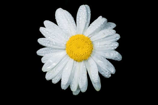 A really beautiful extraordinary camomile in the summer. Quebec, Canada