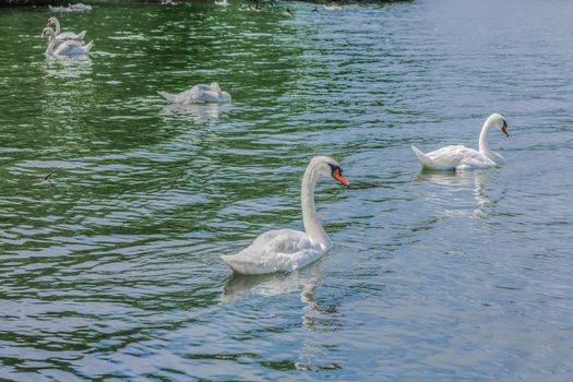 Gorgeous white swans swimming in a lake on an amazing sunny day in a park, Montreal City, Canada.