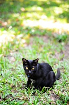 Black cat in the garden