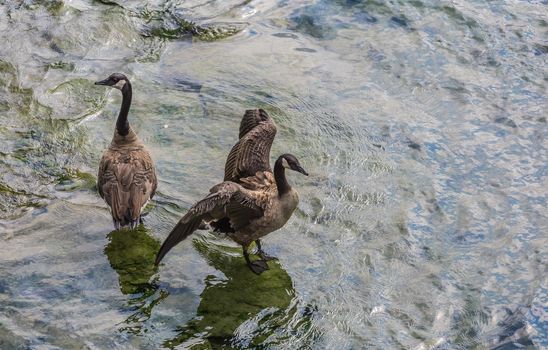 Two big ducks swimming the water in the wild, Canada.