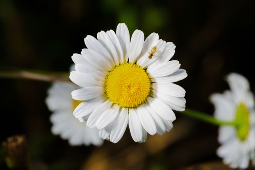 A really beautiful extraordinary camomile in the summer. Quebec, Canada