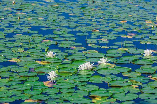 Many lily pads and lotus flowers floating on the water in a lake in the wild nature of Canada.