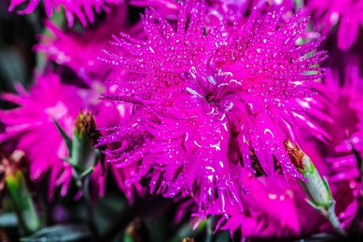 An amazing pink carnation after the rain in the park. Canada.