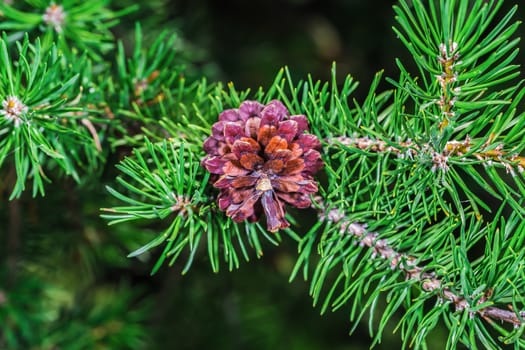 A beautiful brown pine cone in a park in Montreal City. Canada.