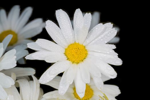 A really beautiful extraordinary camomile in the summer. Quebec, Canada