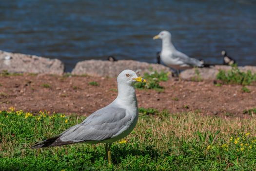 Amazing seagulls in the wild in Ontario, Canada.