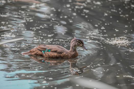 A baby duck swimming in a pond in the wild, Ontario, Canada.