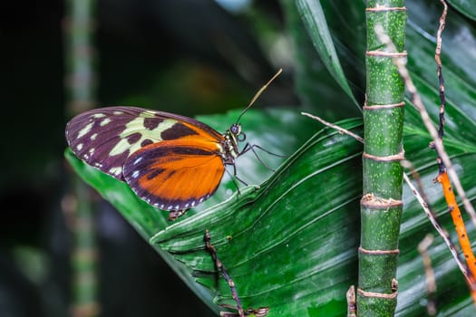 A beautiful butterfly on an green leaf, in a park, in Toronto, Canada.