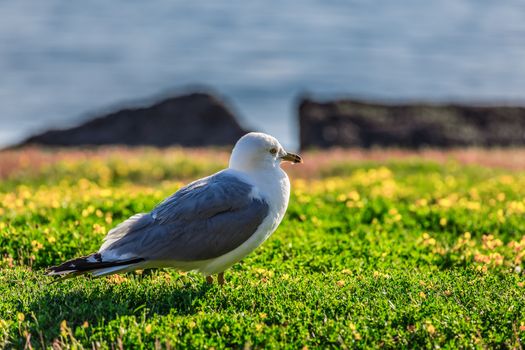 Amazing seagulls in the wild in Ontario, Canada.