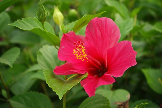 Hibiscus flowers in the garden