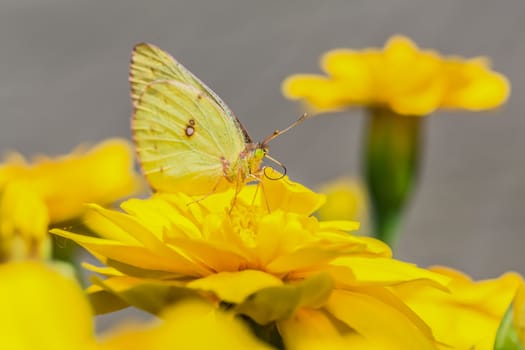 A beautiful yellow butterfly on a yellow flower, in a park, in Montreal, Canada.