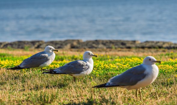 Amazing seagulls in the wild in Ontario, Canada.