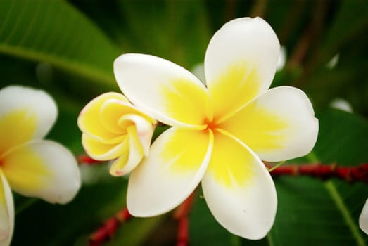 Frangipani flower blooming in garden