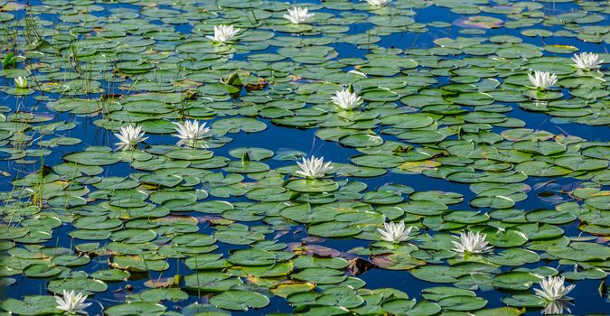 Many lily pads and lotus flowers floating on the water in a lake in the wild nature of Canada.