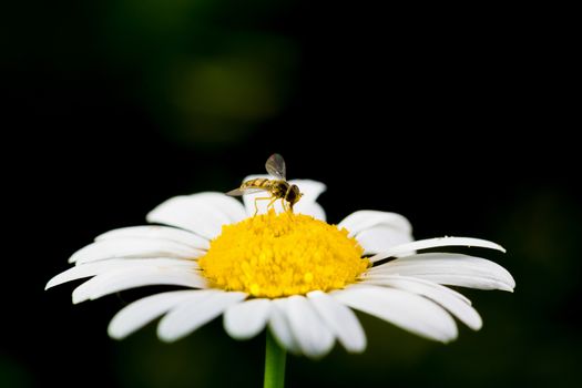 A really beautiful extraordinary camomile in the summer. Quebec, Canada