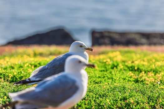 Amazing seagulls in the wild in Ontario, Canada.