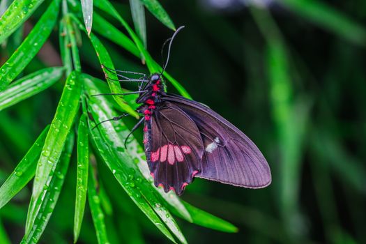 A beautiful butterfly on an green leaf, in a park, in Toronto, Canada.