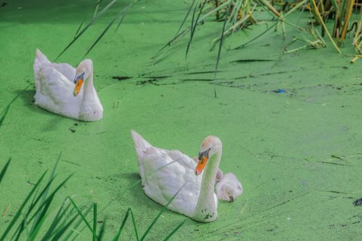 Gorgeous white swans swimming in a lake on an amazing sunny day in a park, Montreal City, Canada.