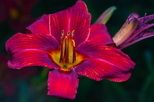 A really beautiful red flower in a park. Quebec, Canada,