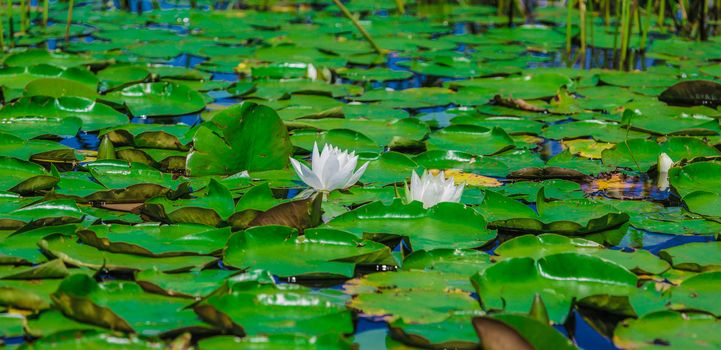 Many lily pads and lotus flowers floating on the water in a lake in the wild nature of Canada.