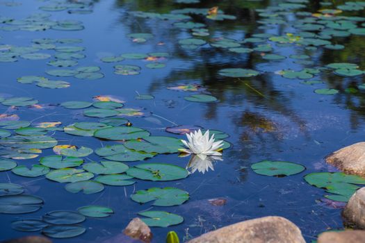 Many lily pads and lotus flowers floating on the water in a lake in the wild nature of Canada.