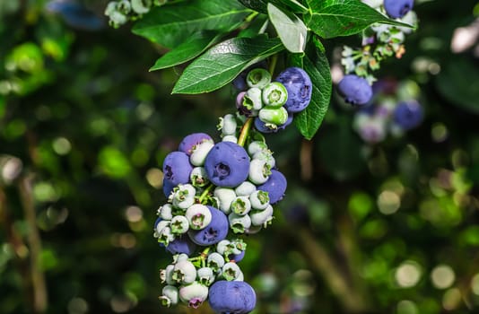 A lot of big juicy blueberries in the wild. Found in Ontario, Canada.