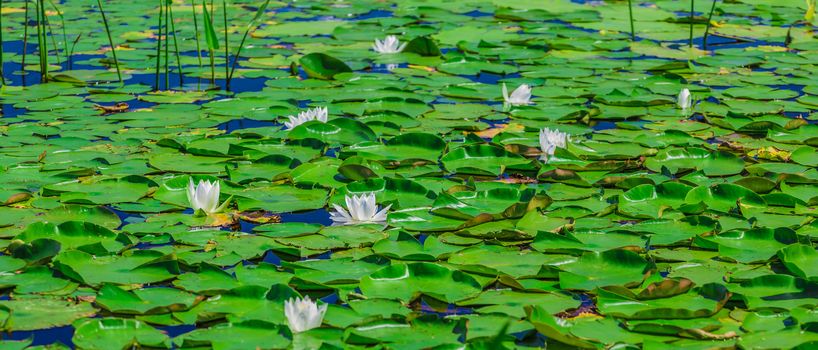 Many lily pads and lotus flowers floating on the water in a lake in the wild nature of Canada.