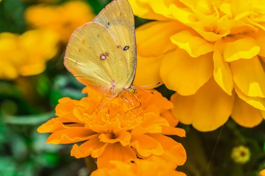 A beautiful yellow butterfly on an orange flower, in a park, in Montreal, Canada.
