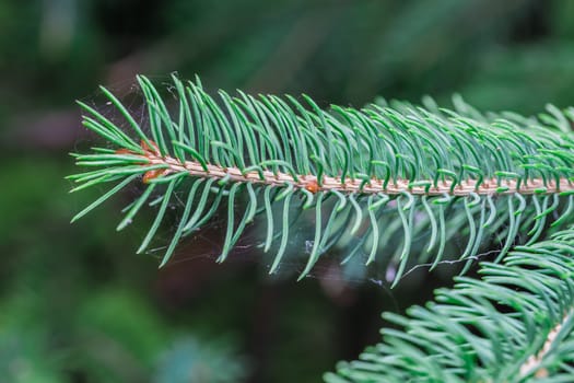 A beautiful brown pine cone in a park in Montreal City. Canada.