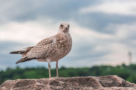 Amazing seagulls in the wild in Ontario, Canada.