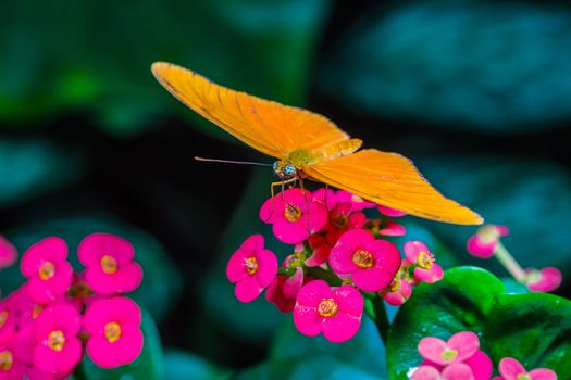 A beautiful butterfly on an green leaf, in a park, in Toronto, Canada.