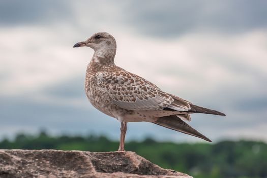 Amazing seagulls in the wild in Ontario, Canada.