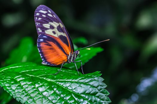 A beautiful butterfly on an green leaf, in a park, in Toronto, Canada.