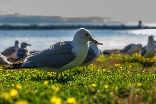 Amazing seagulls in the wild in Ontario, Canada.