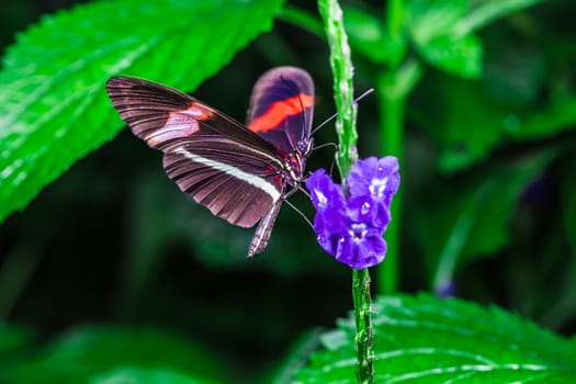 A beautiful butterfly on an green leaf, in a park, in Toronto, Canada.