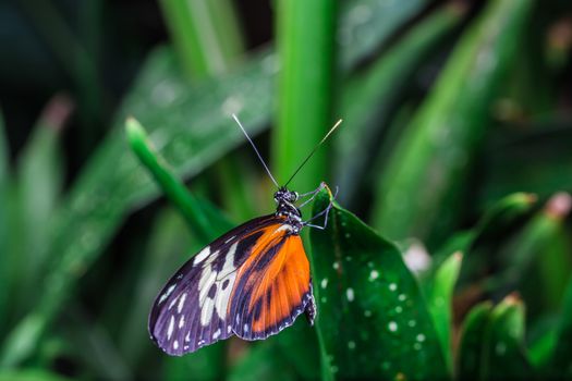 A beautiful butterfly on an green leaf, in a park, in Toronto, Canada.