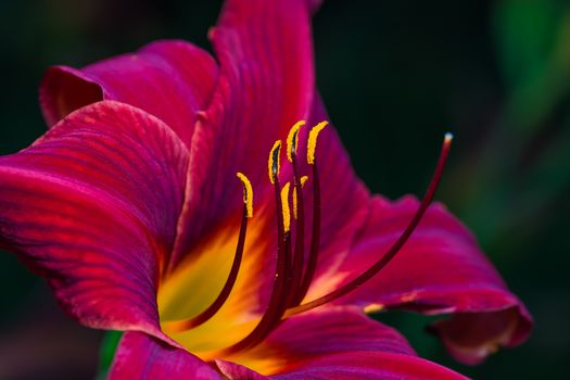 A really beautiful red flower in a park. Quebec, Canada,