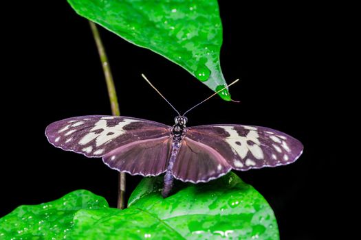 A beautiful butterfly on an green leaf, in a park, in Toronto, Canada.