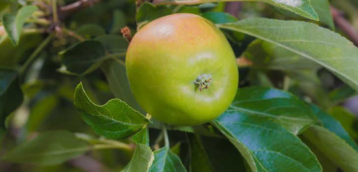 A big green and little bit reddish apple in the wild, Ontario, Canada.
