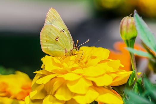 A beautiful yellow butterfly on a yellow flower, in a park, in Montreal, Canada.