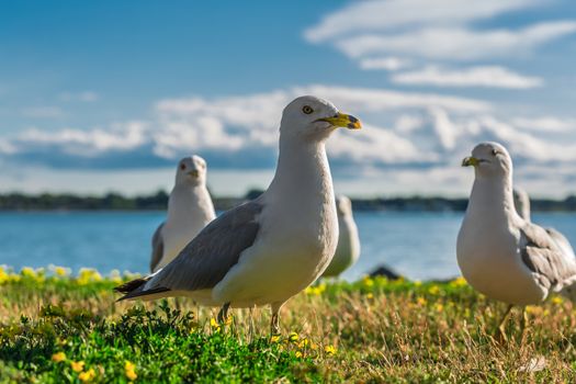 Amazing seagulls in the wild in Ontario, Canada.