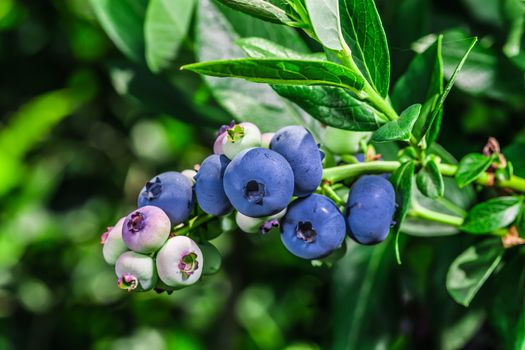 A lot of big juicy blueberries in the wild. Found in Ontario, Canada.