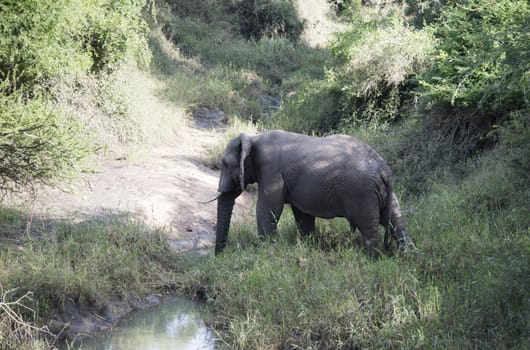 big elephant in national kruger wild park south africa near hoedspruit crossing the river
